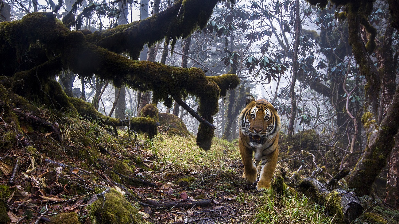 Wildlife Photographer of the Year tour with Chair of the Jury - BSL | M