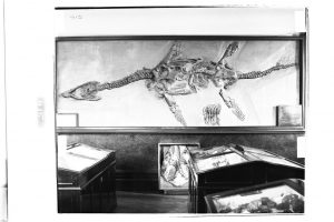The back portion of the skull of a large ichthyosaur seen below the wall mounted fossil Atychodracon, destroyed in the bombing raid of 1940. Image taken from the museum’s second home, now the restaurant Browns.